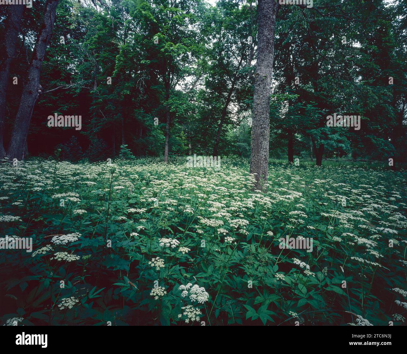 Interno della foresta, Svezia Foto Stock
