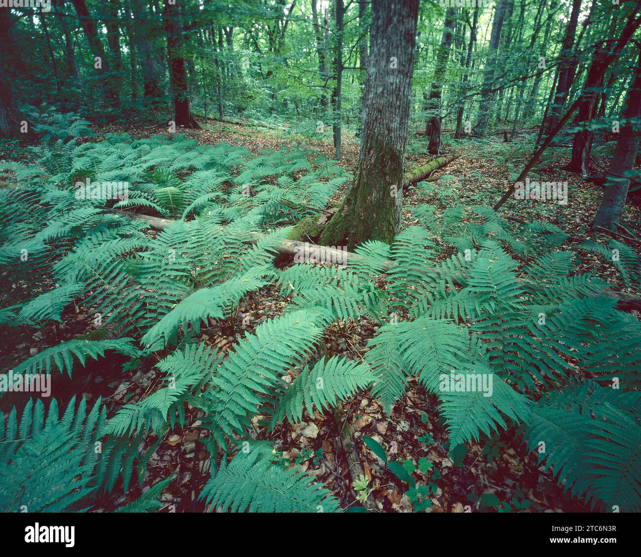 Felci nella foresta decidua, Svezia Foto Stock