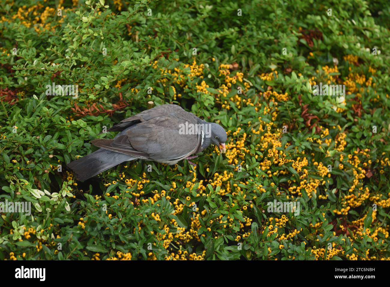 Pigeon Feral o Street Pigeon, Columba livia domestica, nutrire o mangiare bacche d'arancia o Pyracantha o Firethorn Hedge Foto Stock
