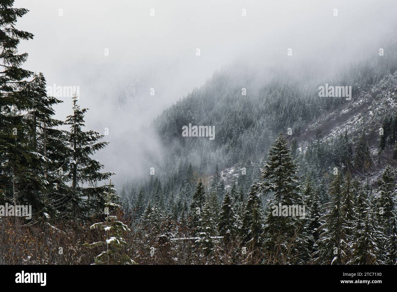 Gli alberi su un pendio montano nella catena montuosa Cascade Mountain dello stato di Washington sono ricoperti da una nebbia mattutina Foto Stock