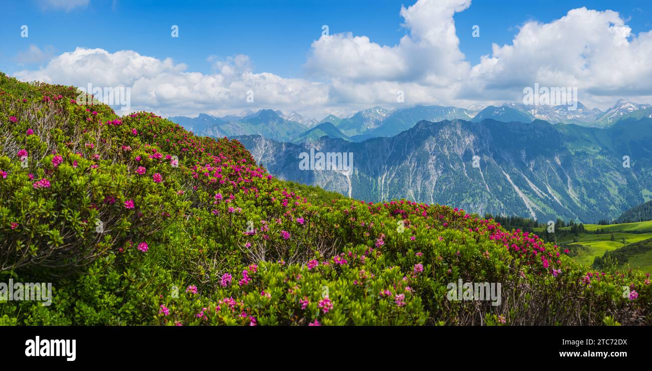 Rosa delle Alpi, panorama da Fellhorn, 2038m, a Höfats, 2259m, e altre montagne Allgäu, Allgäu Alpi, Allgäu, Baviera, Germania, Europa Foto Stock