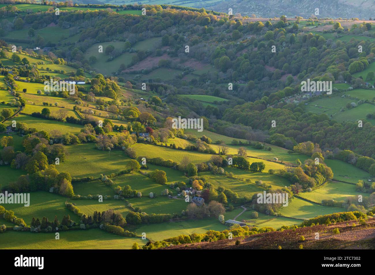 Splendida luce del sole mattutino sui verdi campi di Bannau Brycheiniog, precedentemente noti come Brecon Beacons, dal Pan di zucchero, Abergave Foto Stock