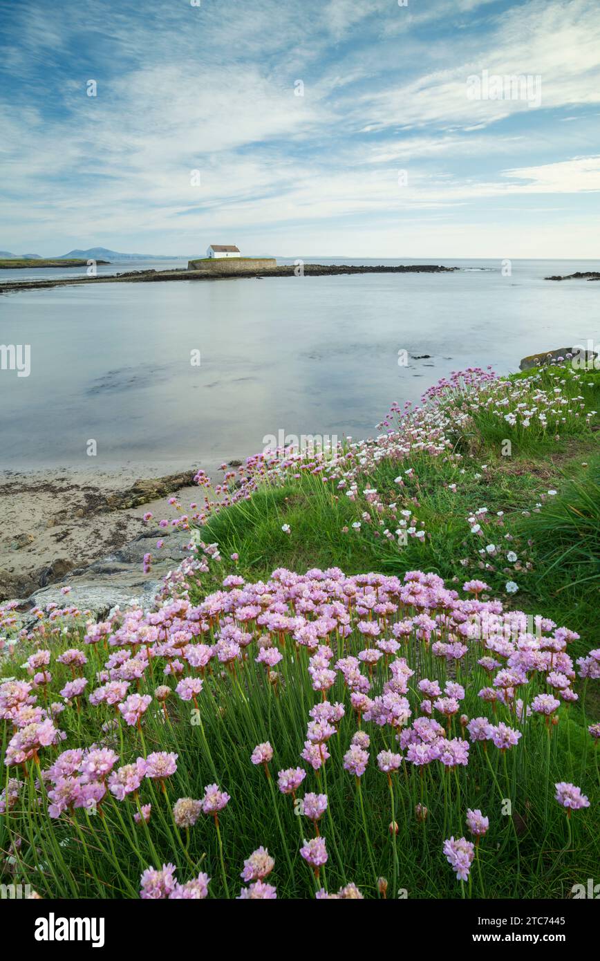 Pinks marini fioriti a Porth Cwyfan, con la chiesa di St Cwyfan su un isolotto di marea nella baia, Anglesey, Galles, Regno Unito. Primavera (maggio) 2019. Foto Stock