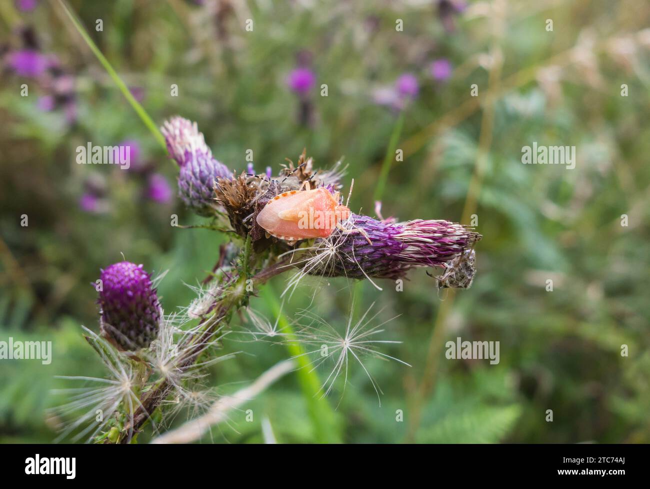 Hairy Shield Bug (Dolycoris baccarum) adulto appena modellato con una strana colorazione rosa, nell'Herefordshire UK. Luglio 2020 Foto Stock