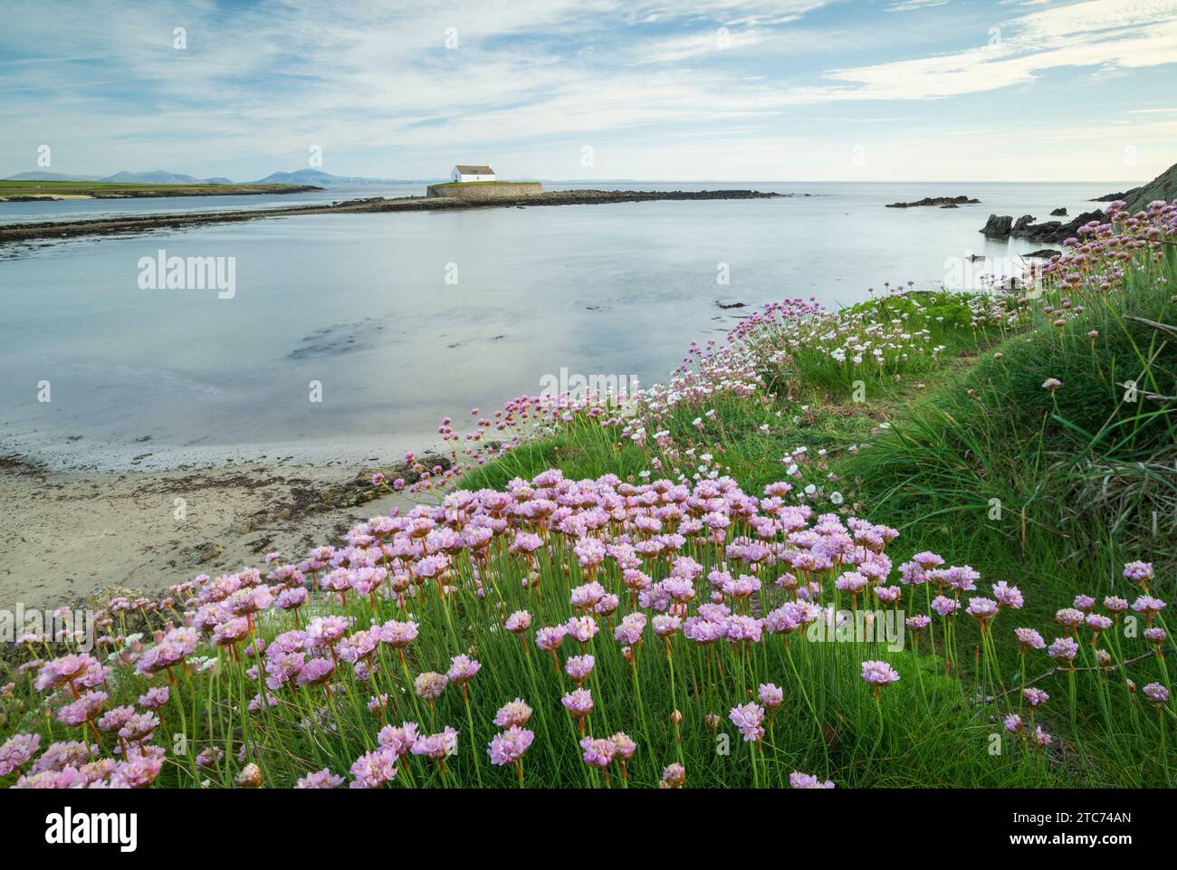Pinks marini fioriti a Porth Cwyfan, con la chiesa di St Cwyfan su un isolotto di marea nella baia, Anglesey, Galles, Regno Unito. Primavera (maggio) 2019. Foto Stock