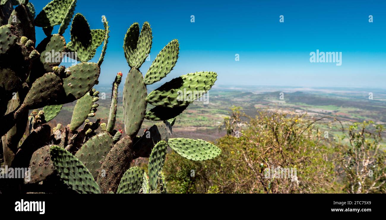 Splendidi cactus in una posizione pittoresca nel Bunya Mountains National Park, Queensland, Australia Foto Stock