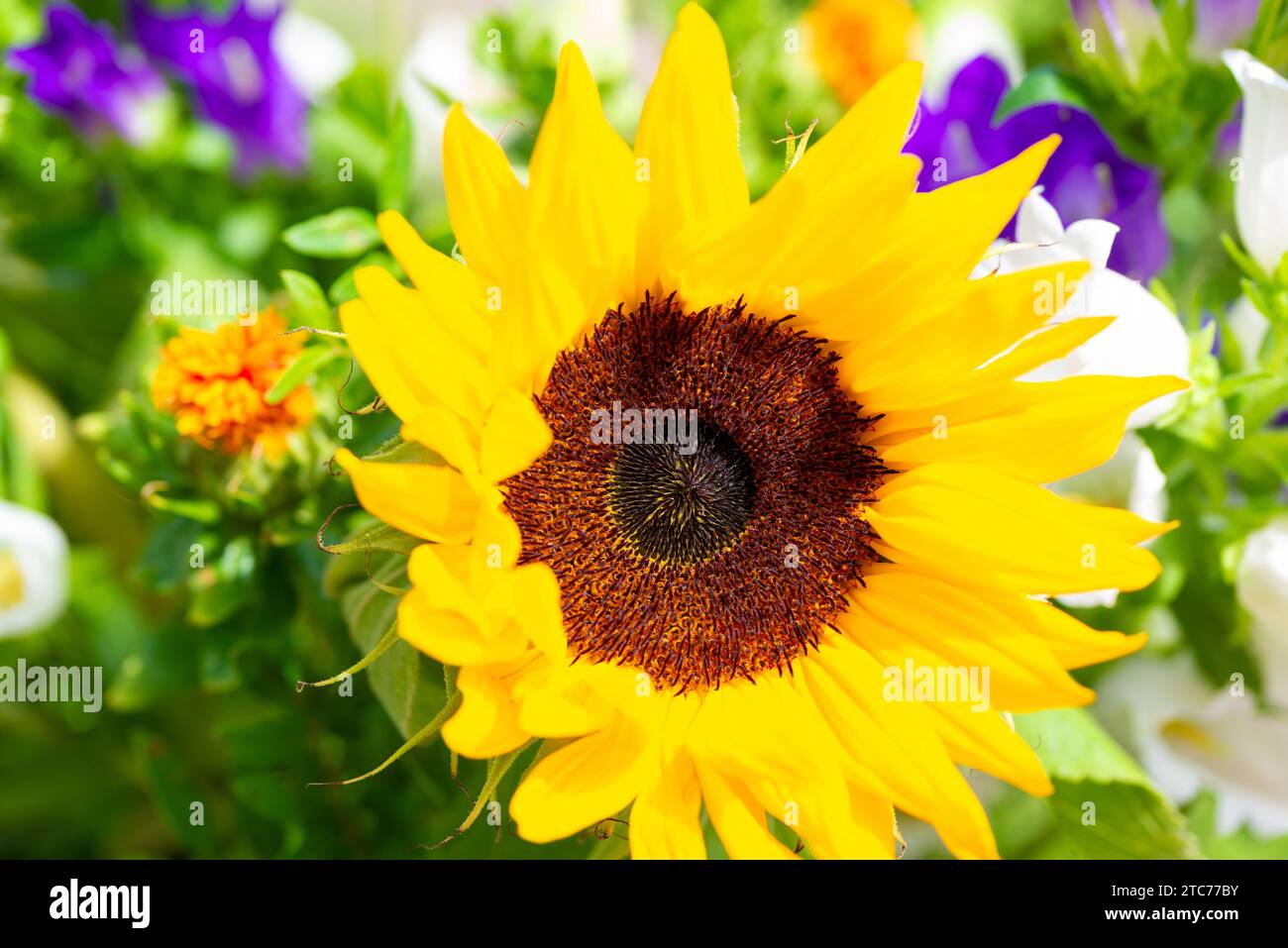 Un bel fiore di un girasole e varie altre piante e fiori sullo sfondo Foto Stock