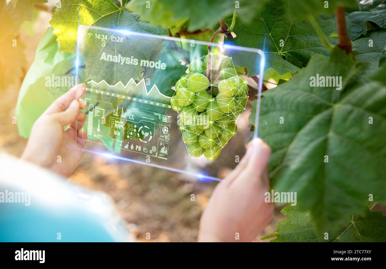Una donna che misura il tasso di crescita del raccolto con la realtà aumentata e la tecnologia AR utilizzando un dispositivo intelligente in un campo di uva (Shine Muscat). Smart Farm, Augmente Foto Stock