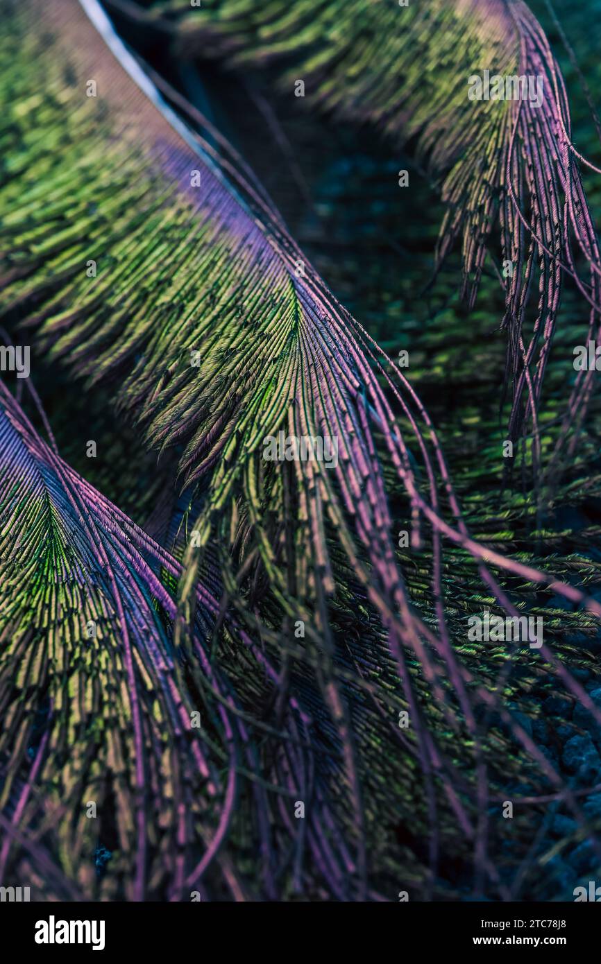 Un primo piano di una vivace composizione di piume pavone Foto Stock