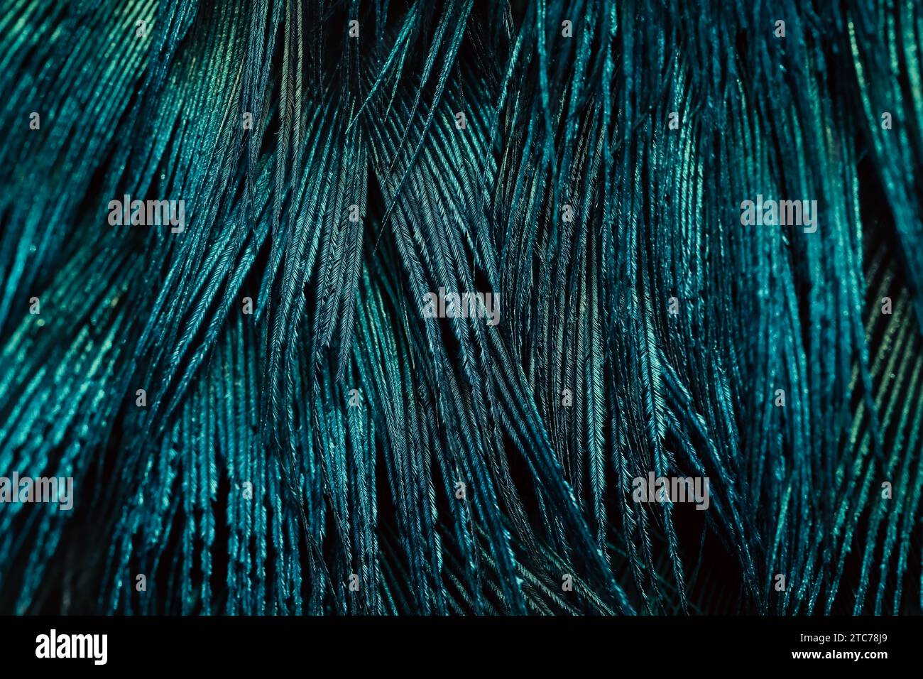 Un primo piano di una vivace composizione di piume pavone Foto Stock