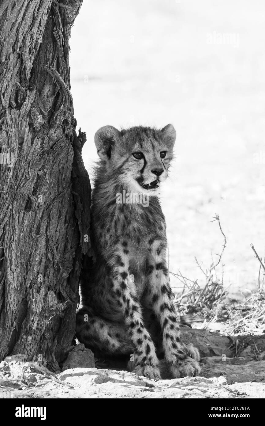 Cheetah (Achinonyx jubatus) giovane cucciolo appoggiato contro il tronco dell'albero, Kgalagadi Tranfrontalier Park, Kalahari, Capo del Nord, Sudafrica, Cheetah Africano Foto Stock