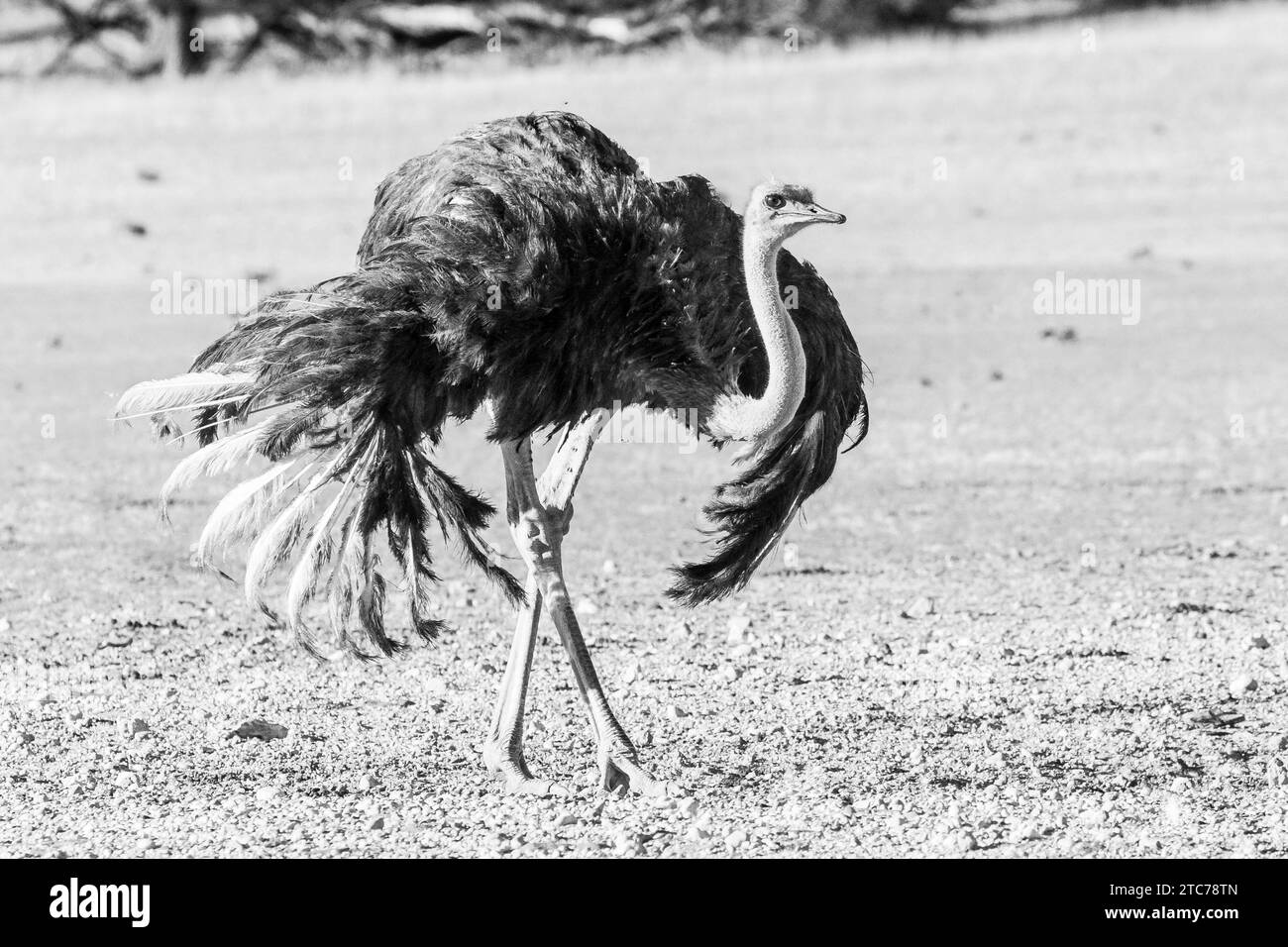 Immagine monocromatica di una femmina di struzzo comune (Struthio camelus) esposta con le ali estese, Kalahari, Capo settentrionale, Sud Africa Foto Stock