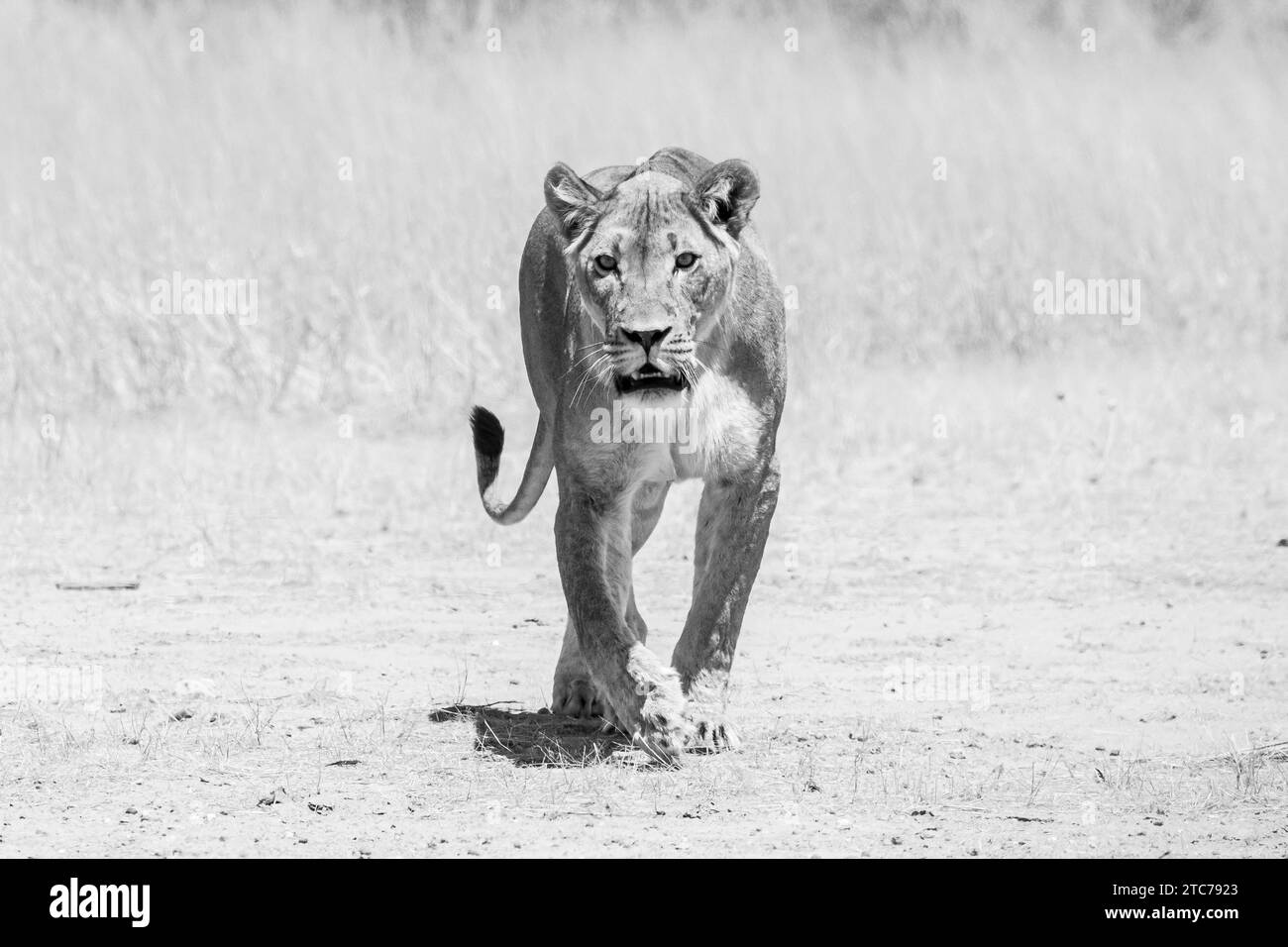 Immagine monocromatica di una leonessa del Kalahari (Panthera Leo), Kgalagadi Transborder Park, Kalahari, Sudafrica. IUCN Red elencato come vulnerabile Foto Stock