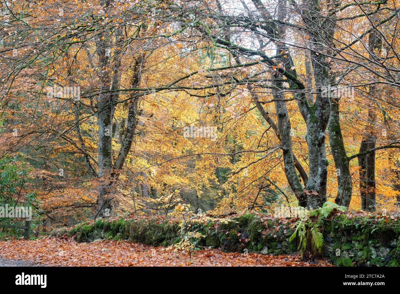 Faggi autunnali al Randolph's Leap. Morayshire, Scozia Foto Stock