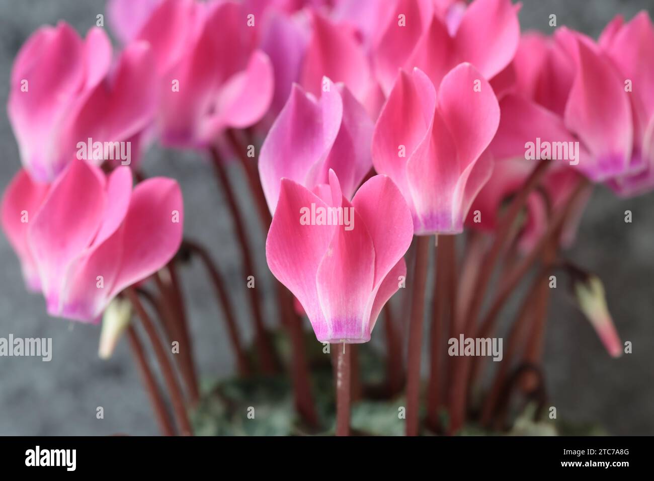 Vista ravvicinata dei bellissimi fiori rosa di una pianta di ciclamino persico con messa a fuoco selettiva Foto Stock