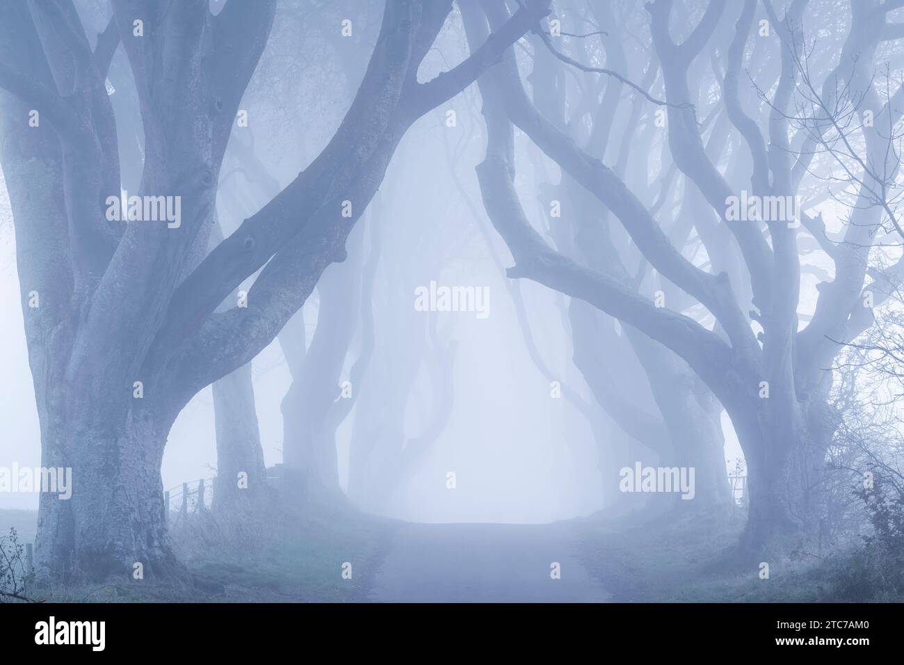 Foggy Trees presso la famosissima Dark Hedges Beech avenue nella contea di Antrim, Irlanda del Nord. Foto Stock