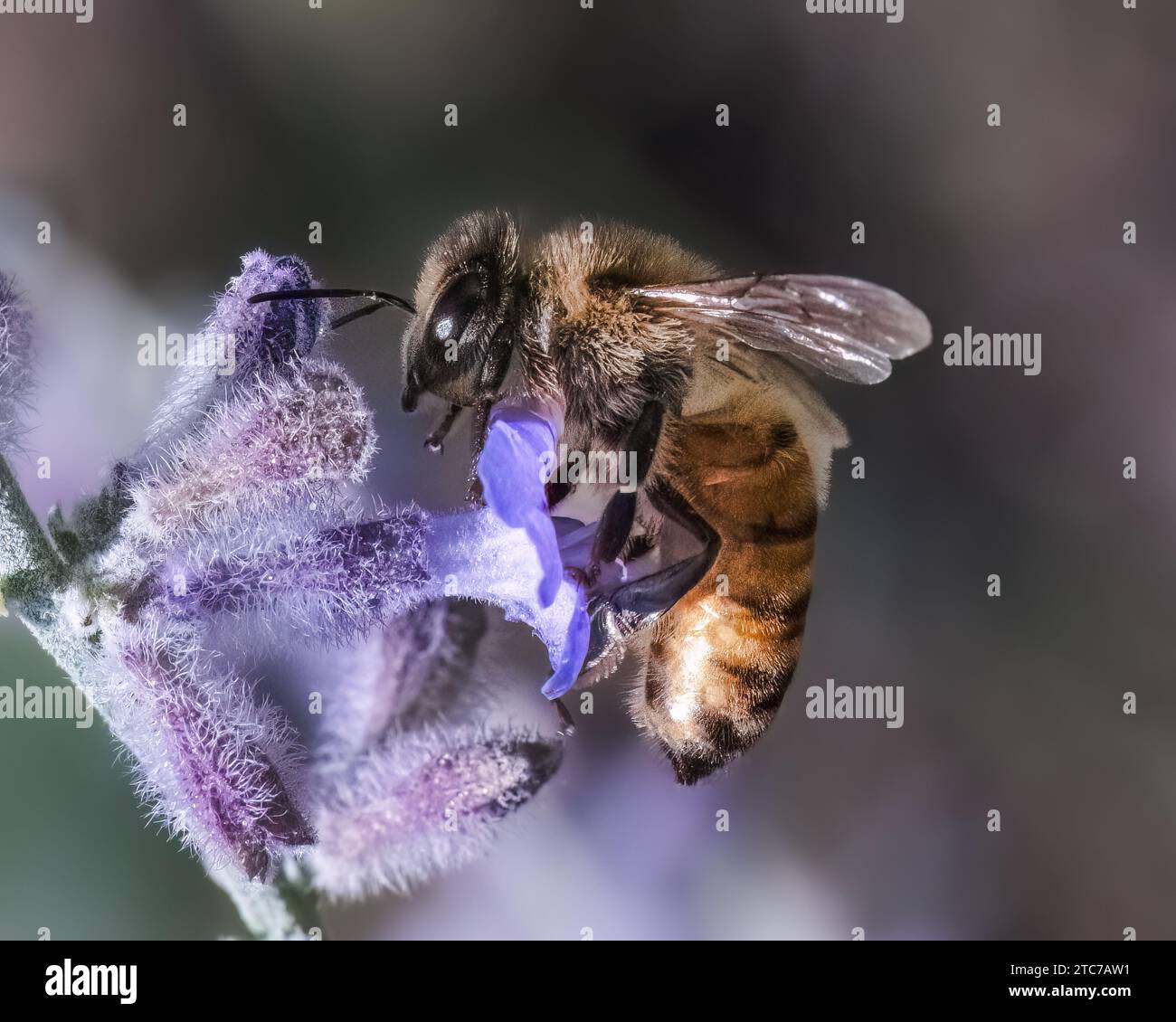 Primo piano di un'ape europea di miele (Apis mellifera) che impollina e si nutre di un fiore di lavanda viola. Long Island, New York, USA Foto Stock
