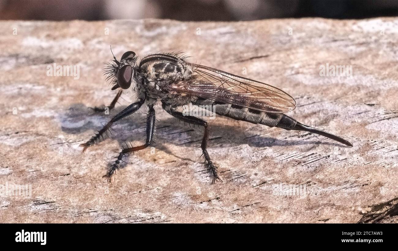 Il grande predatore bruno peloso Robber Fly (Asilidae) poggia su un pezzo di legno. Long Island, New York Foto Stock