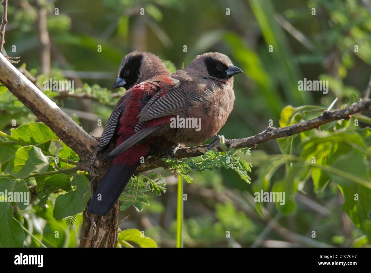 Becco di cera con faccia nera (Brunhilda erythronotos syn. Estrilda erythronotos) arroccato su un vecchio ramo. specie comuni di estrildidi finch trovate nel sud Foto Stock