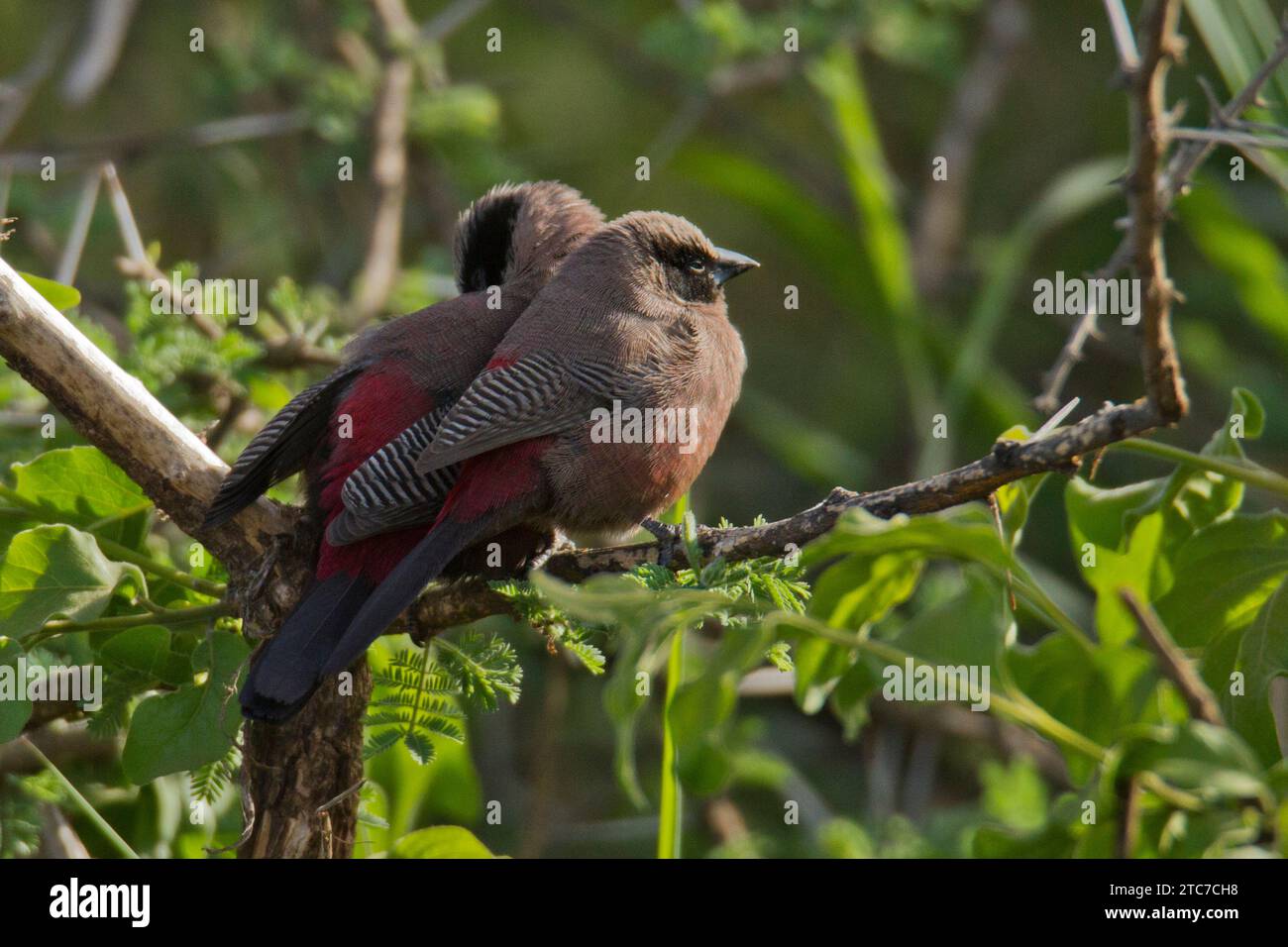 Becco di cera con faccia nera (Brunhilda erythronotos syn. Estrilda erythronotos) arroccato su un vecchio ramo. specie comuni di estrildidi finch trovate nel sud Foto Stock