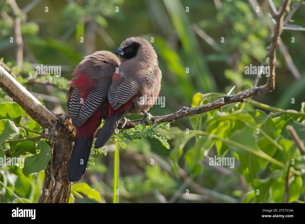 Becco di cera con faccia nera (Brunhilda erythronotos syn. Estrilda erythronotos) arroccato su un vecchio ramo. specie comuni di estrildidi finch trovate nel sud Foto Stock