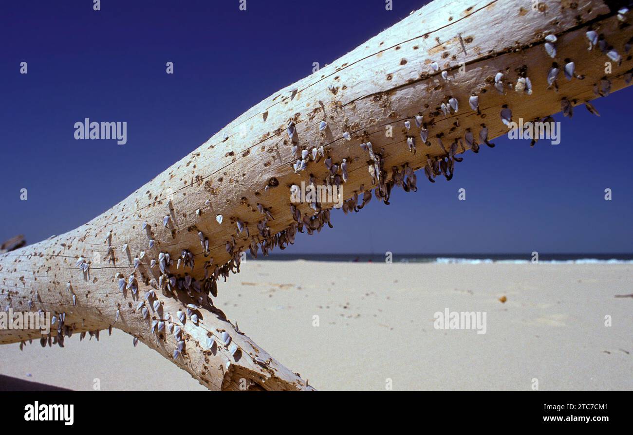 Barnacli d'oca (Lepas sp.) su un tronco d'albero lavato. Questi crostacei marini si attaccano ad una roccia o ad un altro substrato da adulti. Il pa anteriore Foto Stock