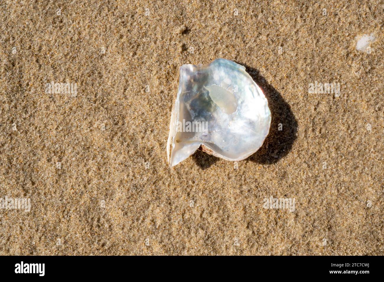 Il guscio interno di un'ostrica perlata Pinctada è un genere di ostriche di acqua salata, molluschi bivalvi marini della famiglia Pteriidae. Queste ostriche perlate hanno una st Foto Stock