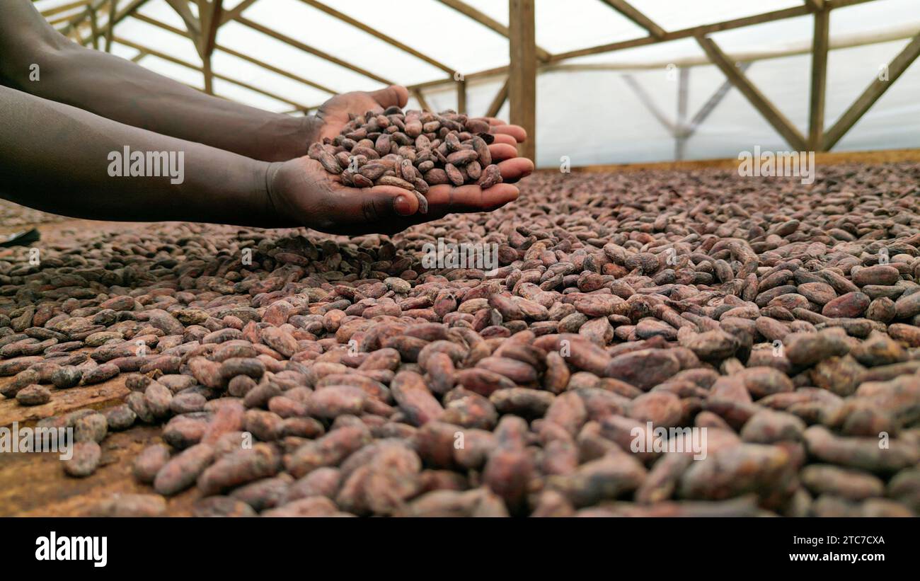 Un uomo africano con fagioli di cacao sulla mano, Sao Tome e Principe, Africa Foto Stock