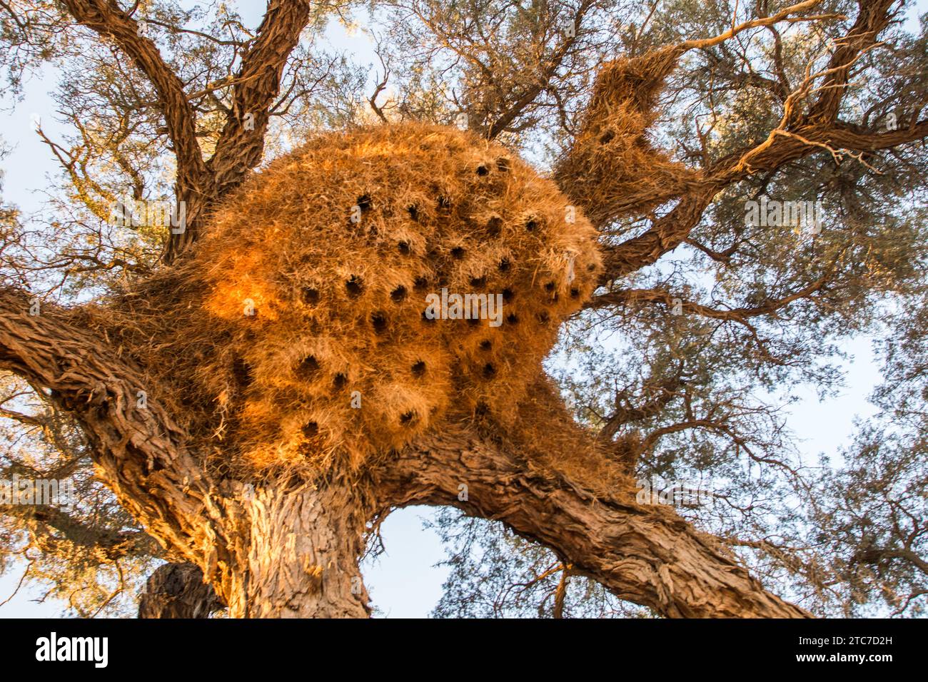 Sito di nidificazione il tessitore socievole (Philetairus socius) è una specie di uccello della famiglia dei tessitori, endemica dell'Africa meridionale. Si trova nell'Afri meridionale Foto Stock