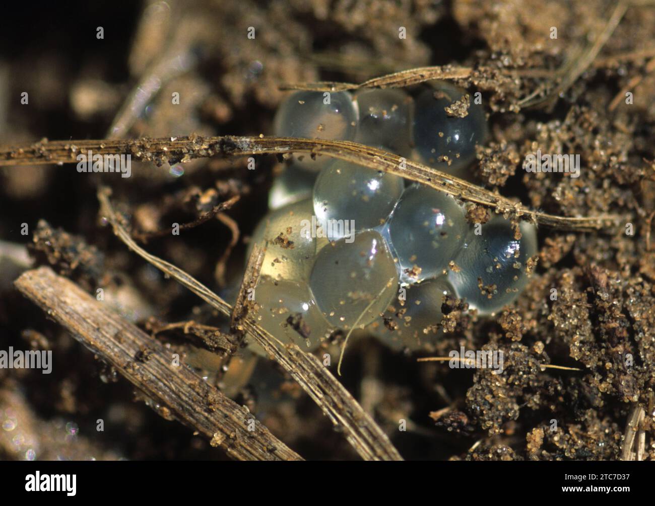 Le uova dello Slug giallo Limacus flavus, comunemente noto come lug di cantina, lumaca gialla, o lumaca da giardino, sono una specie di medio-grande Foto Stock