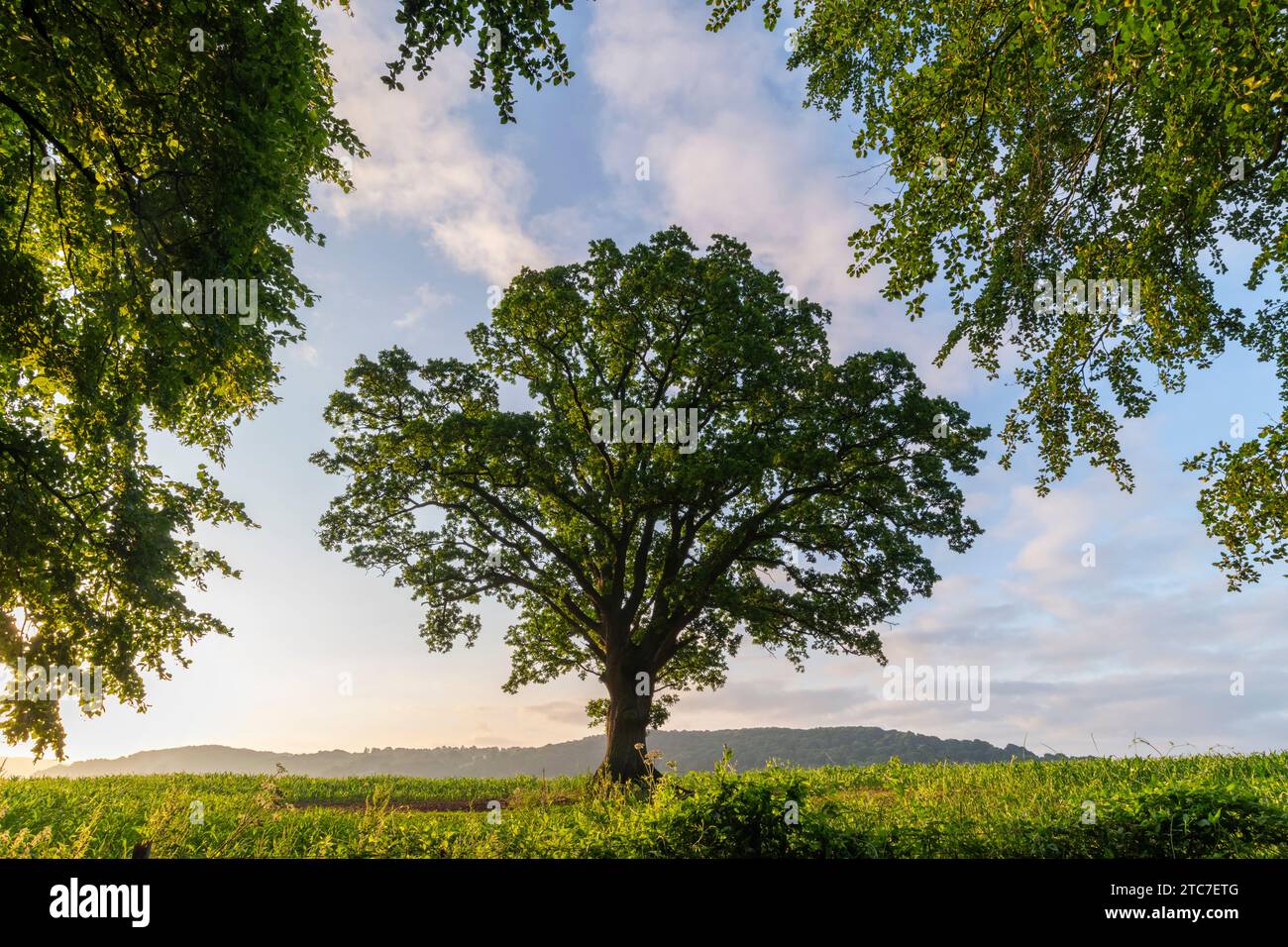 Splendido albero di quercia maturo nella campagna vicino al castello di Goodrich, Herefordshire, Inghilterra. Estate (giugno) 2023. Foto Stock