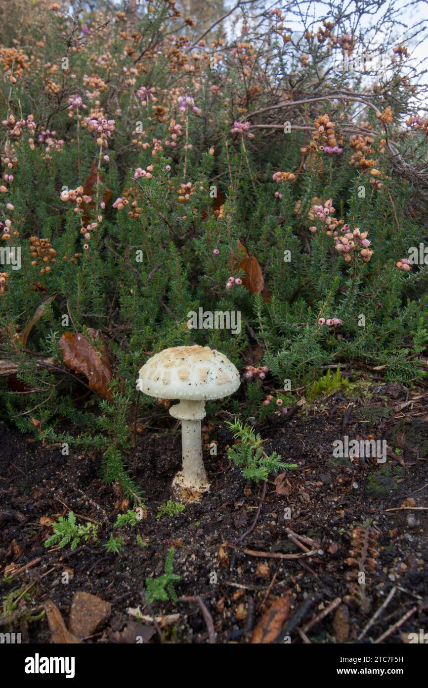 Falso cappello di morte, False deathcap, Amanita citrina, toadstool Growing in heather, ottobre Foto Stock