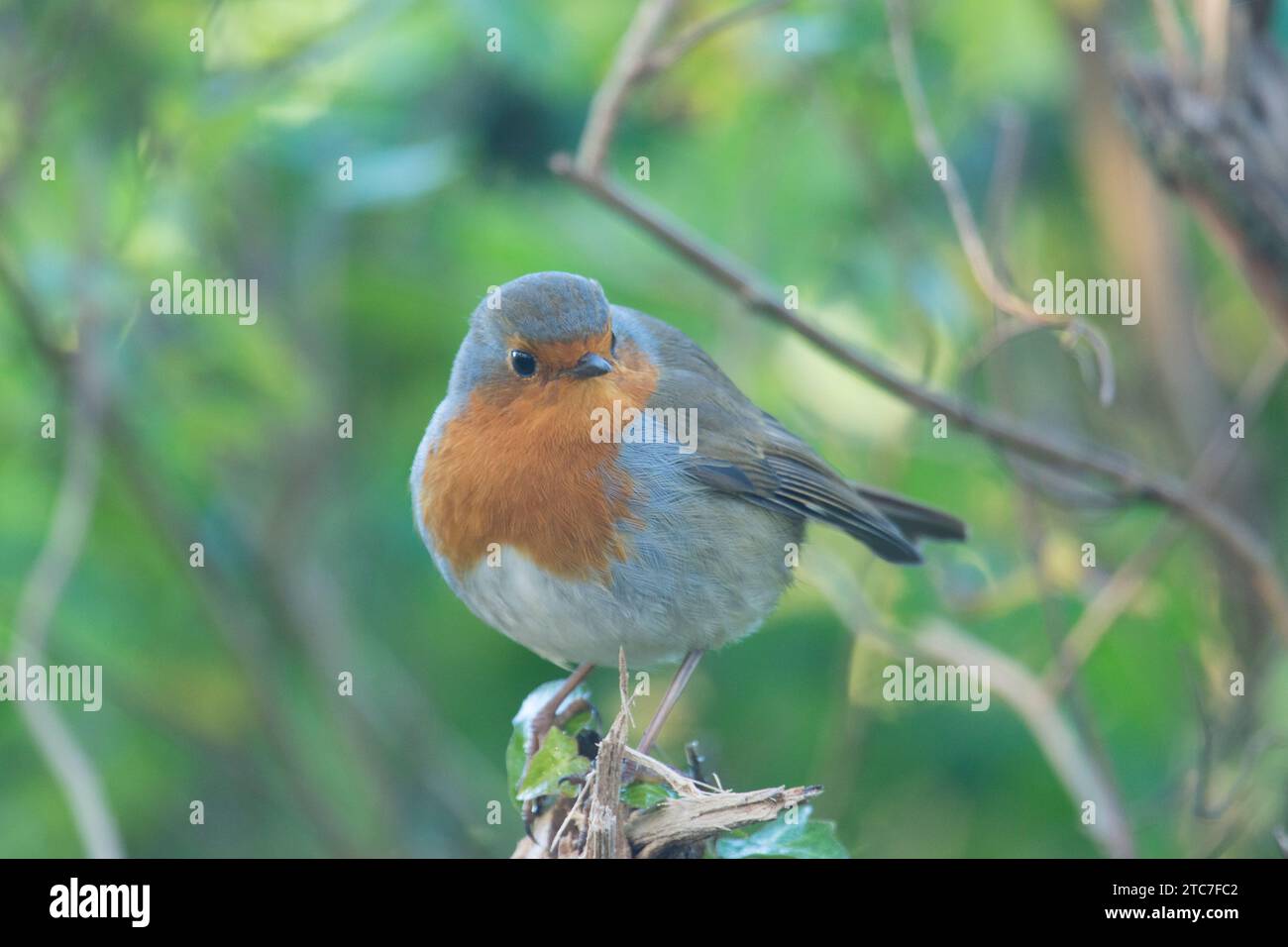 Robin, European Robin, erithacus rubecula, Winter, arroccati nella siepe, novembre, Regno Unito, novembre Foto Stock