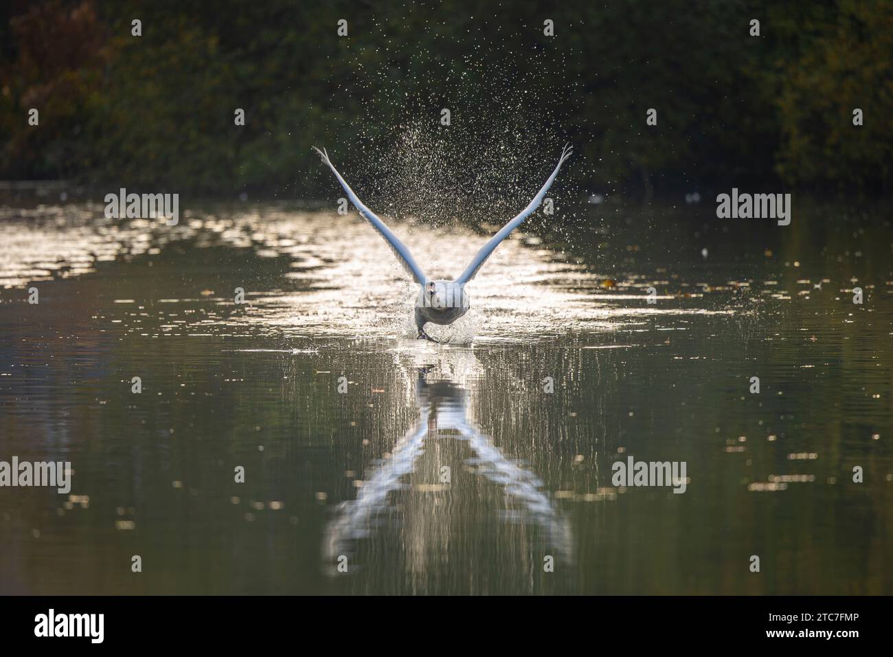 Vista frontale ravvicinata di un cigno muto che si solleva in volo verso lo spettatore sopra una piscina d'acqua. Foto Stock