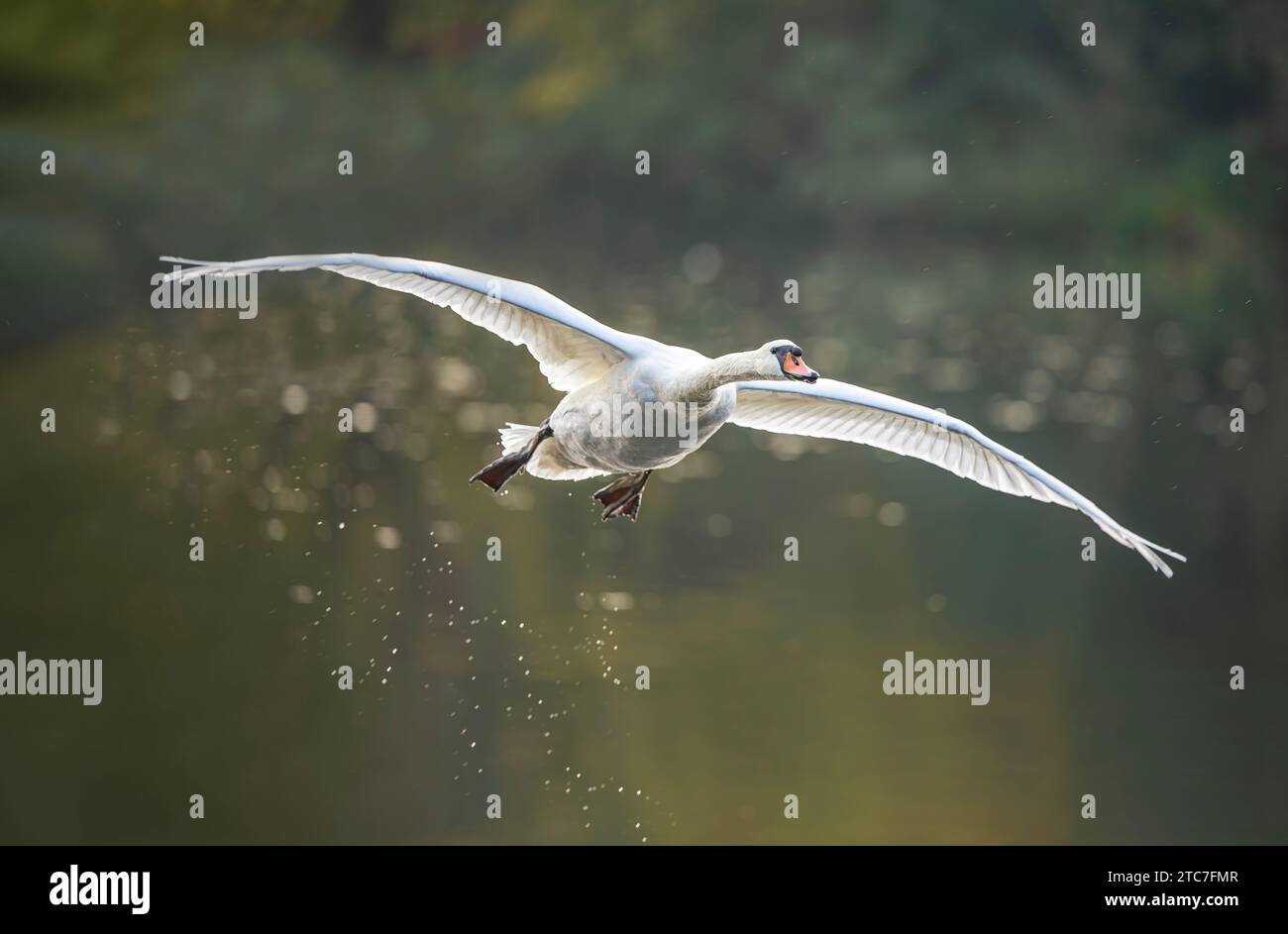 Vista frontale ravvicinata di un cigno muto che vola sopra una piscina d'acqua in una soleggiata giornata invernale. Foto Stock