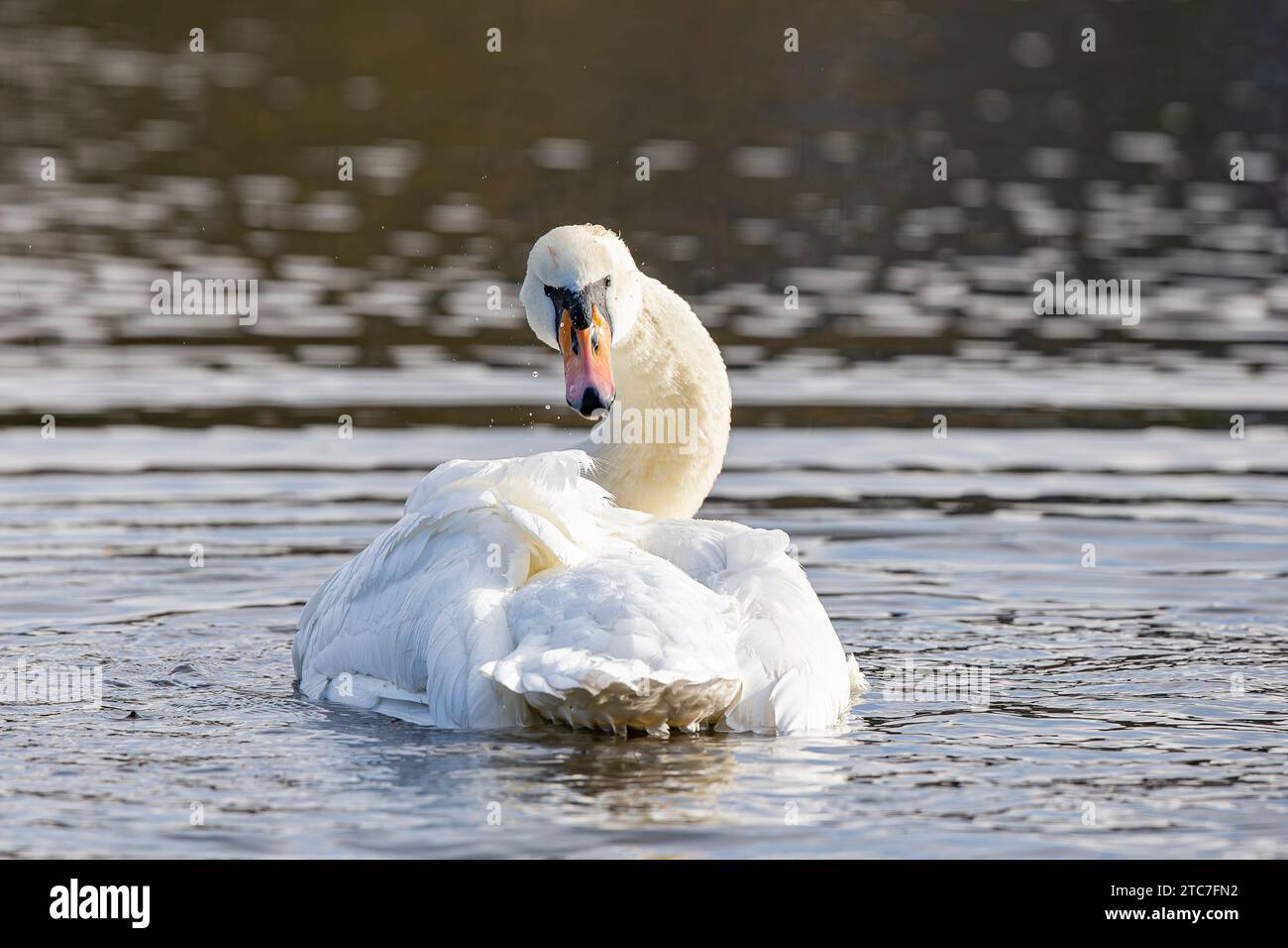 Vista ravvicinata di un preening di cigno muto. Foto Stock