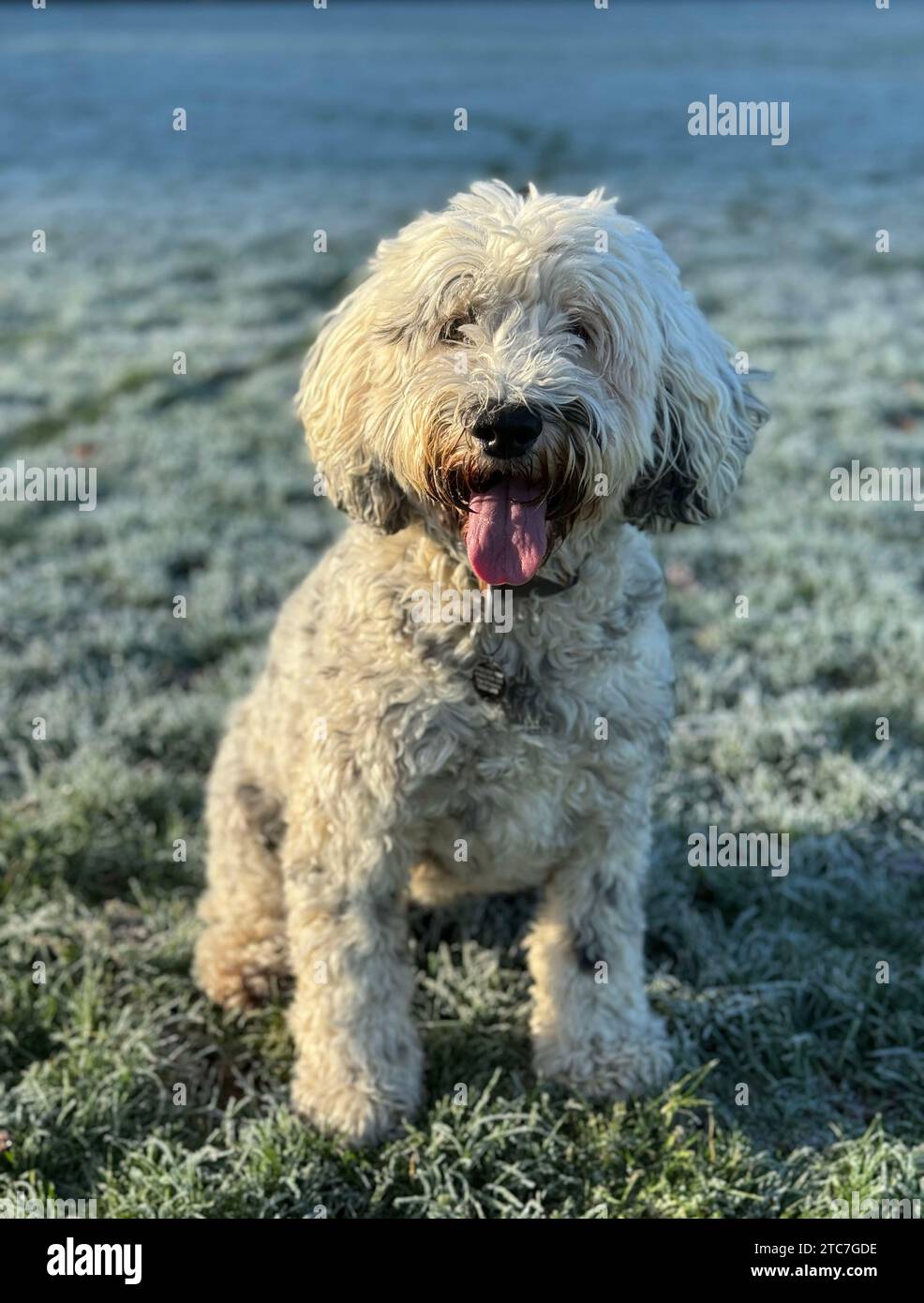 Carino cane bianco cokerpoo seduto con la lingua fuori. Foto Stock