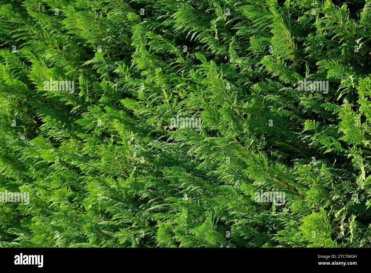 Italia, Lombardia, Lawson Cypress Hedge, Chamaecyparis Lawsoniana Foto Stock