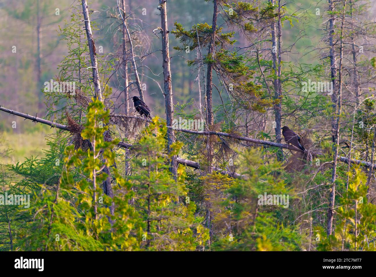 Paesaggio estivo con foresta di conifere e due corvi arroccati su un albero caduto con uno sfondo di foresta sfocato. Art Photo. Foto Stock