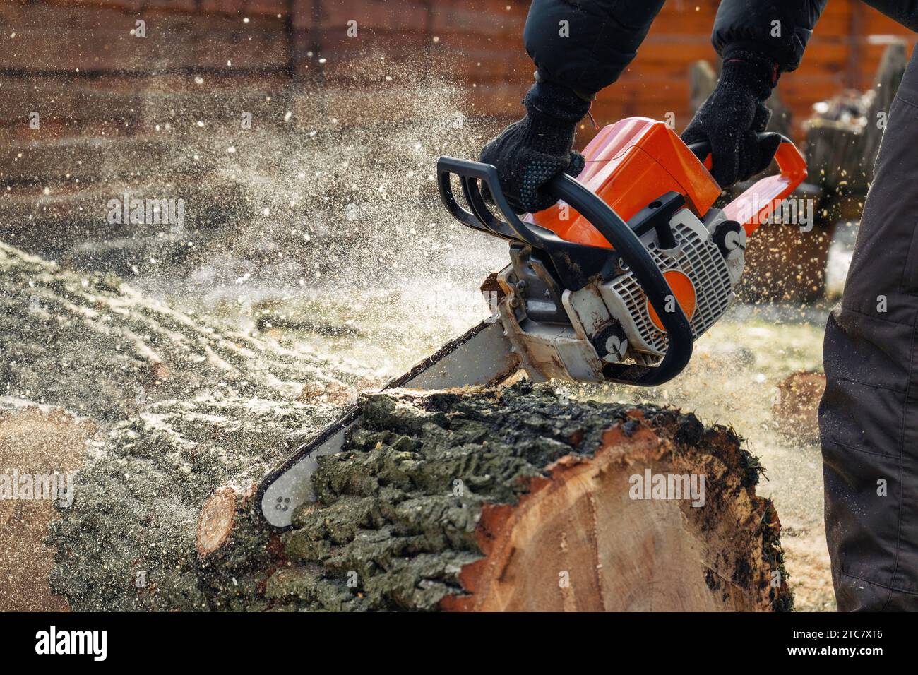 Taglialegna sega ad albero con motosega. La segatura vola dalla motosega. L'arborista sega un albero per la legna da ardere. Foto Stock