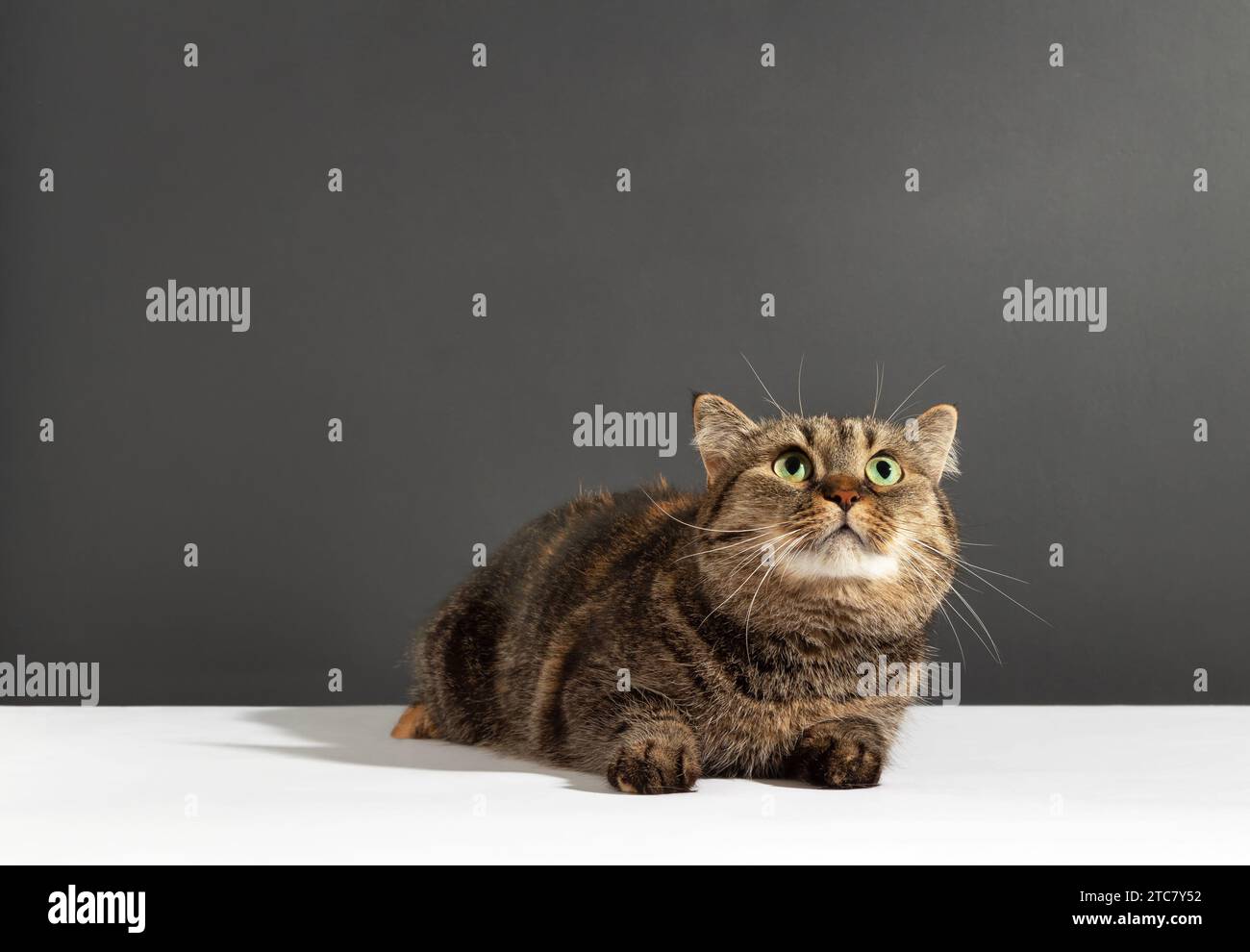 Splendido gatto tricolore con lunghi frullatori, guarda verso l'alto su sfondo bianco e grigio Foto Stock