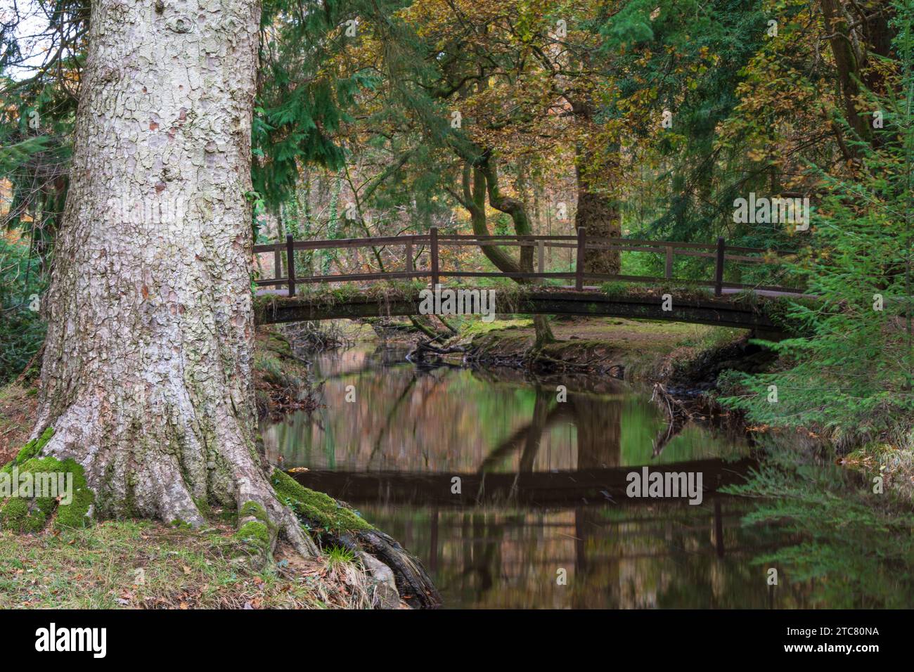 Rhinefield Bridge sopra Blackwater Stream, in autunno, Ornamental Drive, Brockenhurst, New Forest, Hampshire, Regno Unito Foto Stock