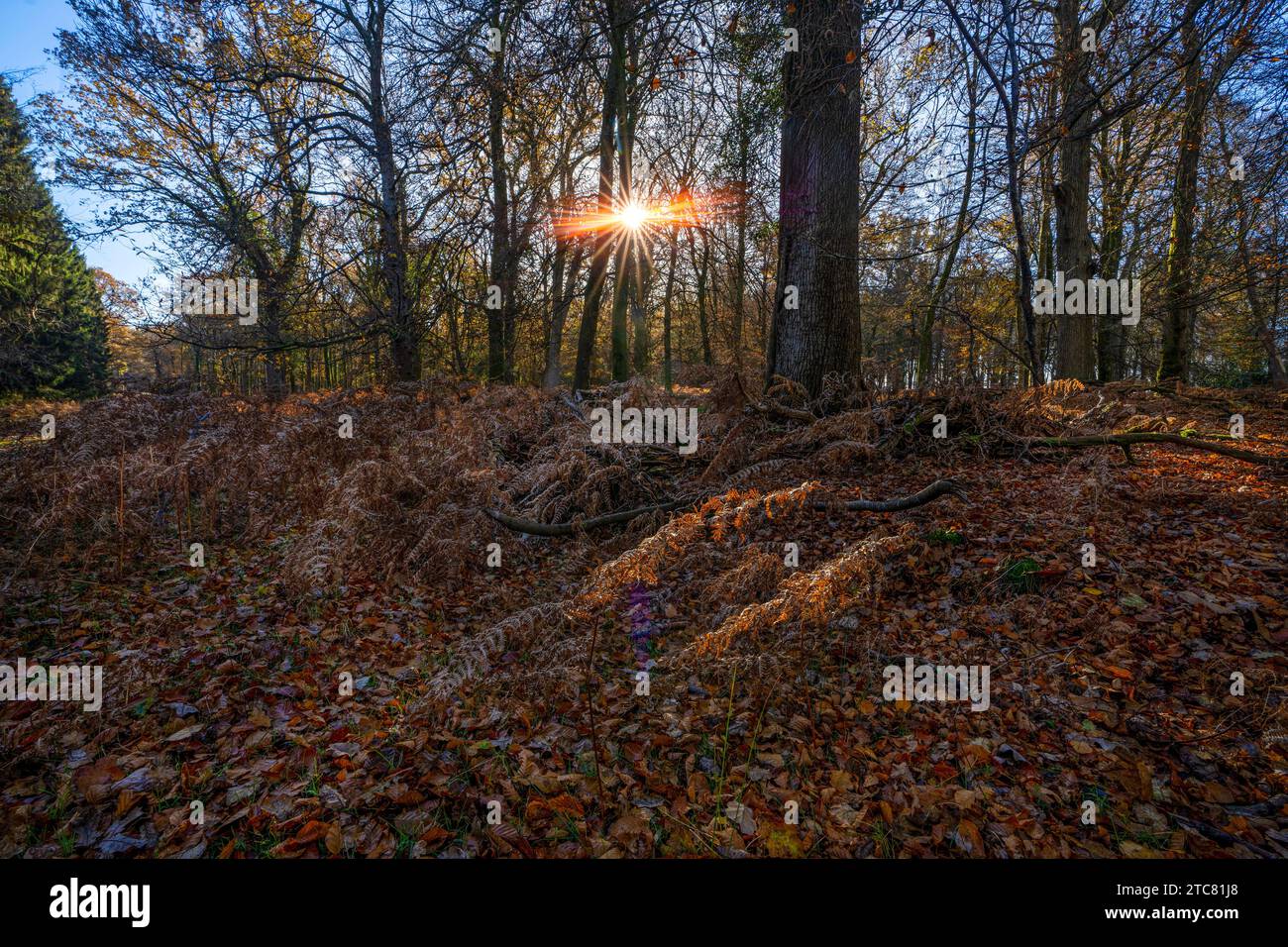 Colori autunnali in una mattinata di sole vicino a Rhinefield Ornamental Drive nel New Forest National Park, Hampshire, Inghilterra, Regno Unito Foto Stock