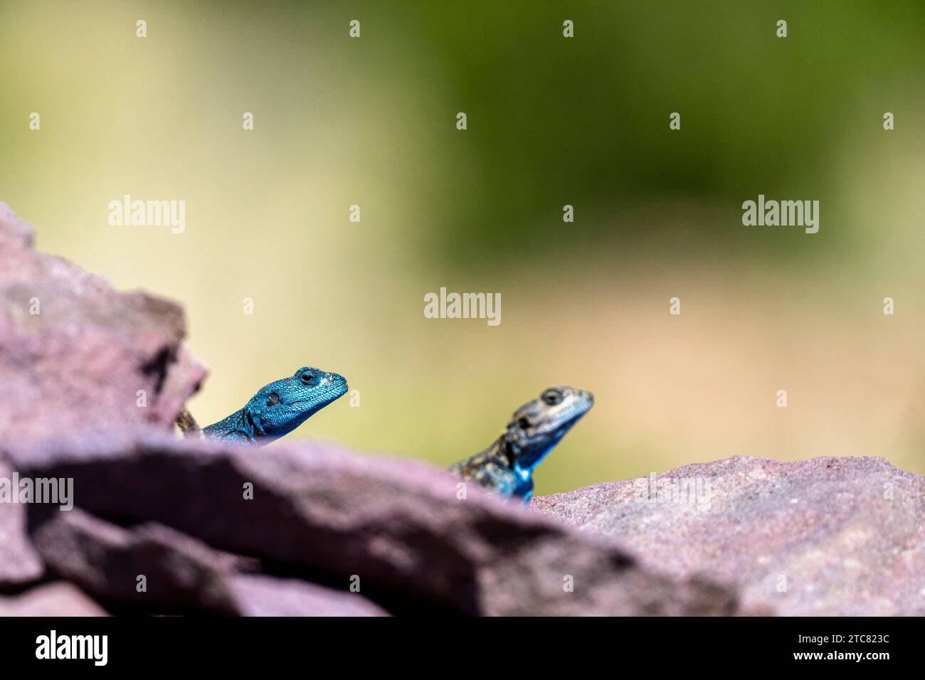 Sinai Agama, Pseudotrapelus sinaitus. I monti Asir, Arabia Saudita. Foto Stock