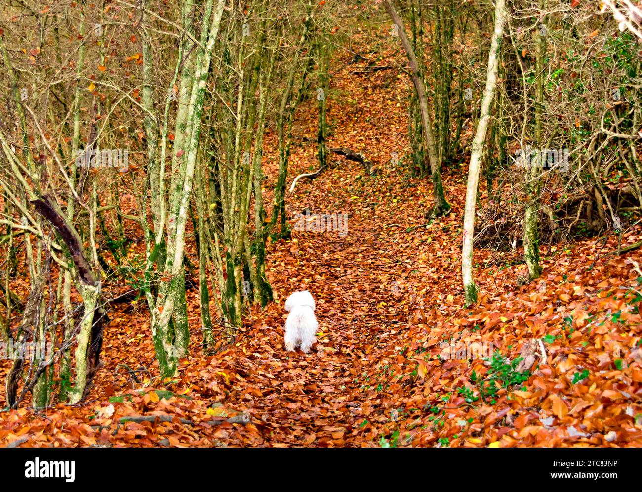 Cane maltese Bichon bianco a piedi attraverso il paesaggio autunnale della foresta la Fageda de Grevolosa, Barcellona, Catalogna Foto Stock