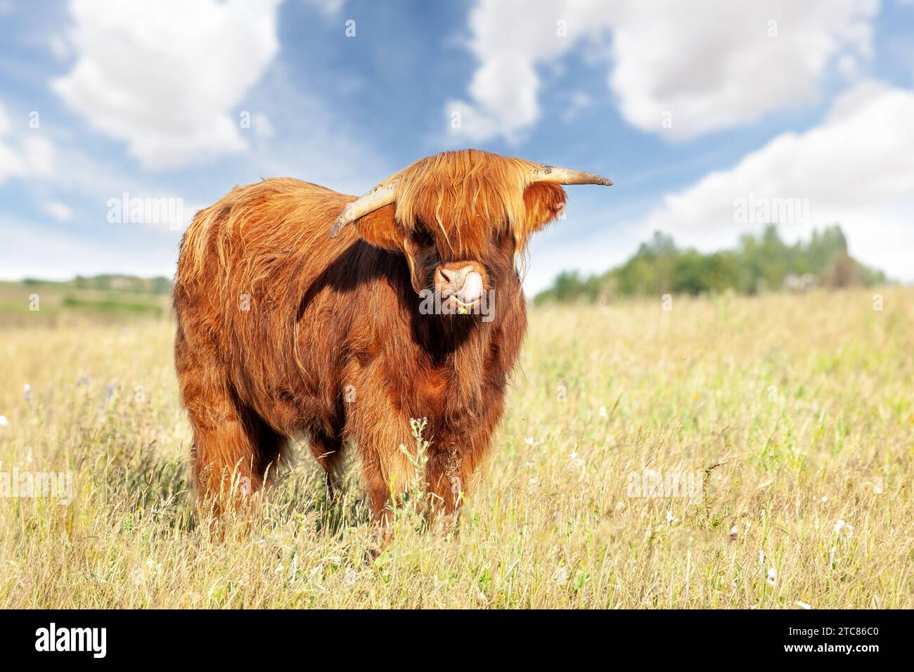 Una simpatica mucca delle Highlands che si sporca la lingua leccandosi il naso con una farfalla in bocca in un prato primaverile Foto Stock