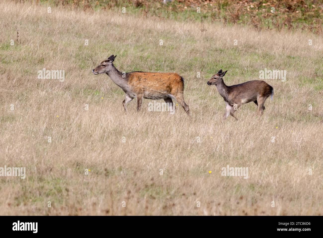 Cervi Sika giapponesi selvatici (Cervus nippon) Hind e cuccioli che vagano nel Dorset Foto Stock