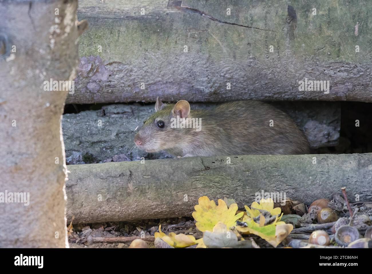 Marrone Rat nidificante in alcuni vecchi tronchi Foto Stock