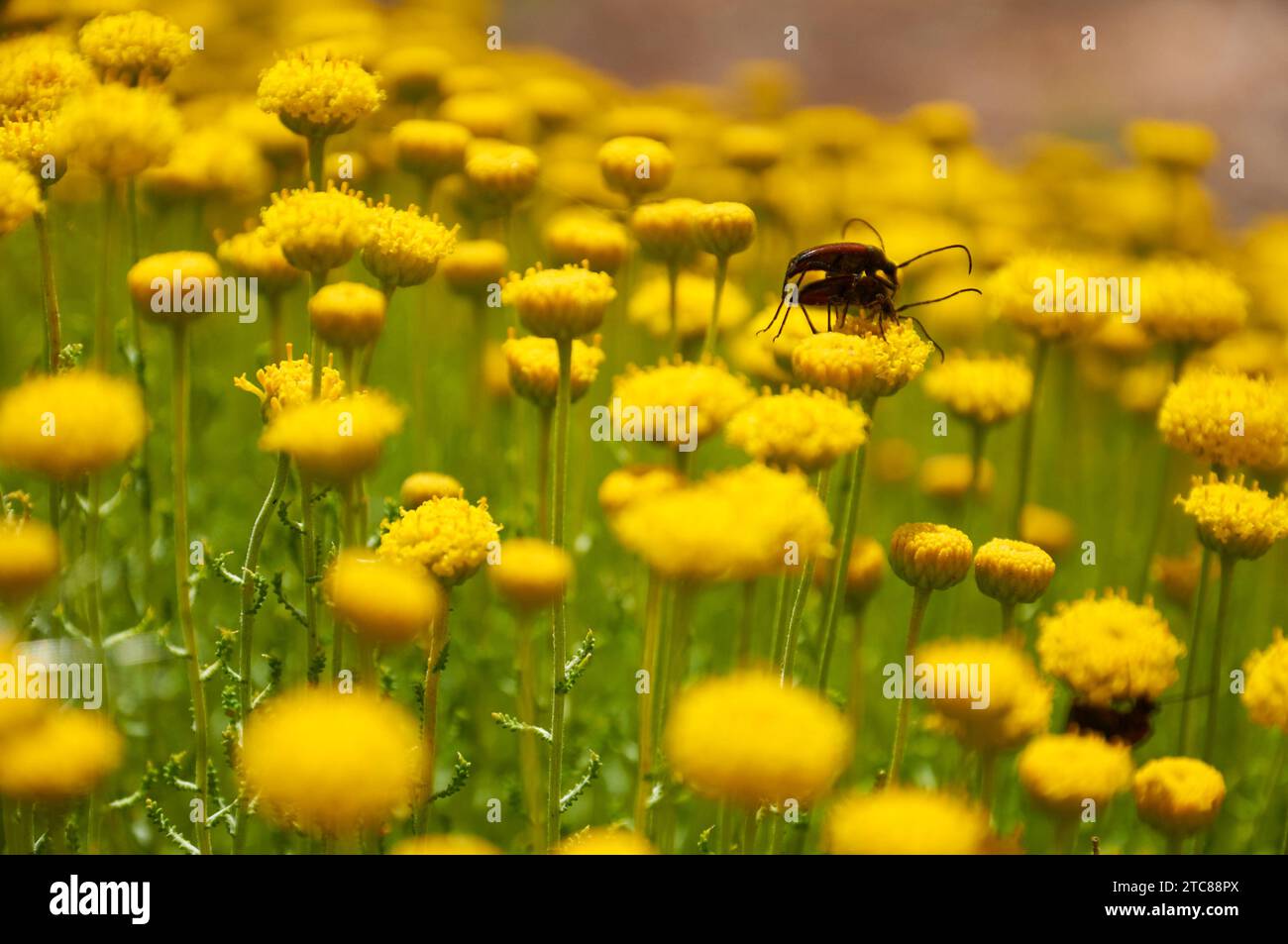 Stenurella sp. Coleotteri longhorn che si accoppiano su fiori di cotone lavanda (Santolina chamaecyparissus) (Llíber, Vall de Pop, Marina alta, Alicante, Spagna) Foto Stock