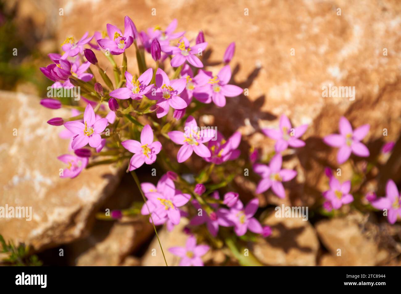Primo piano del centaurio comune (Centaurium erythraea) fiori infiorescenza (Llíber, Vall de Pop Valley, Marina alta, Alicante, Comunità Valenciana, Spagna) Foto Stock